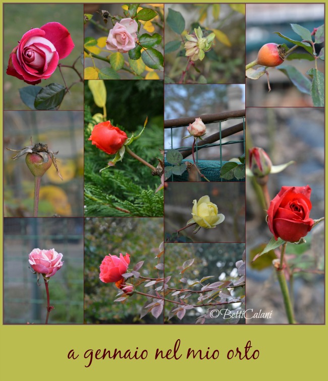 20130111_rose_d'inverno (35)