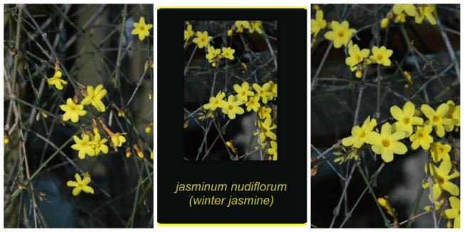 3jasminum nudiflorum