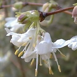 lonicera fragrantissima