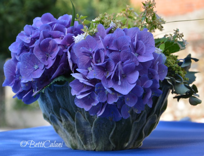 stachys per contenitore 002ortensia