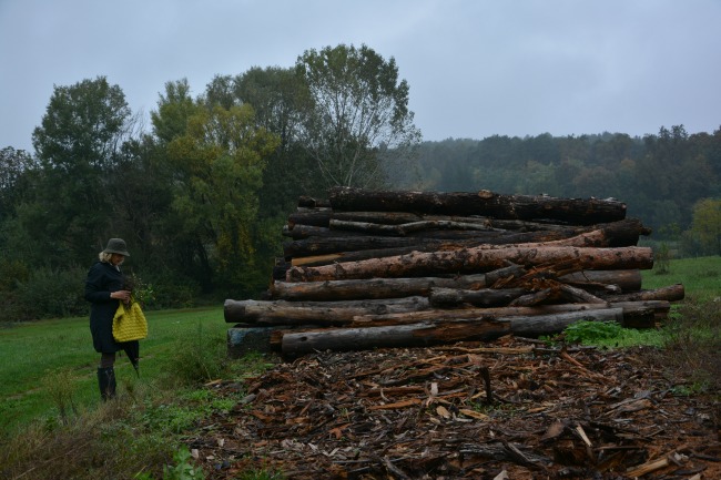 20131024_passeggiata nel bosco_0715