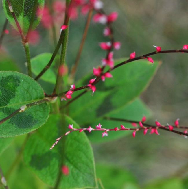 persicaria