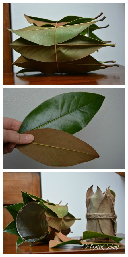 20140110_ciclamino in lattina