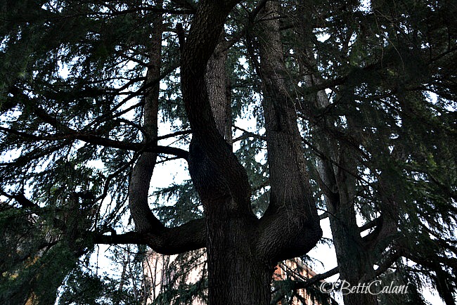 20140124_cedro_del_libano.DSC_0012