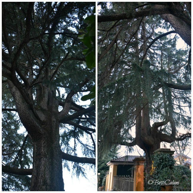 20140124_cedro_del_libano.PicMonkey Collage