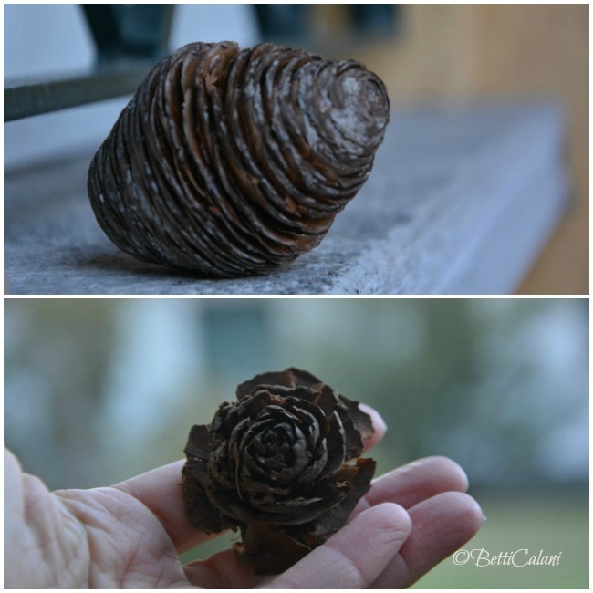 20140124_pigne del cedro del libano