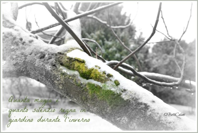 neve sul ramo1_DSC_0098