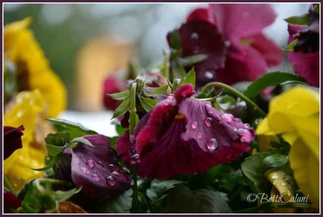 20140122_pansè_DSC_0252