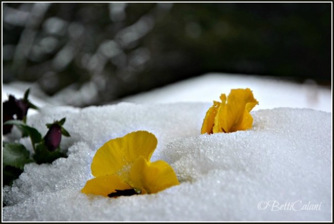 20140122_pansè_DSC_0258