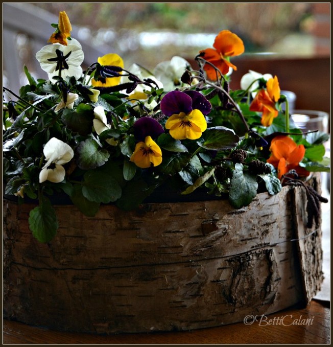 20140207_panse e violette_DSC_0159