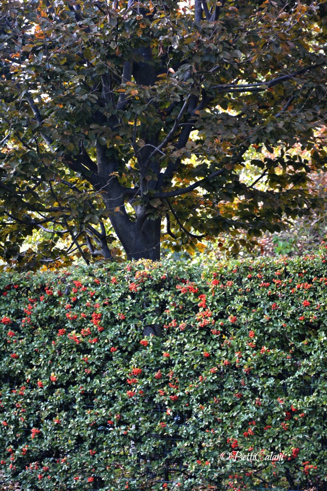 20151022_Pyracantha_coccinea (10)A