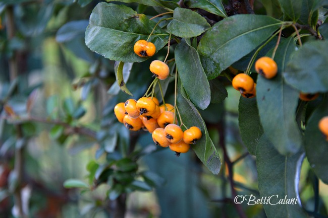 20151022_Pyracantha_coccinea (11)A