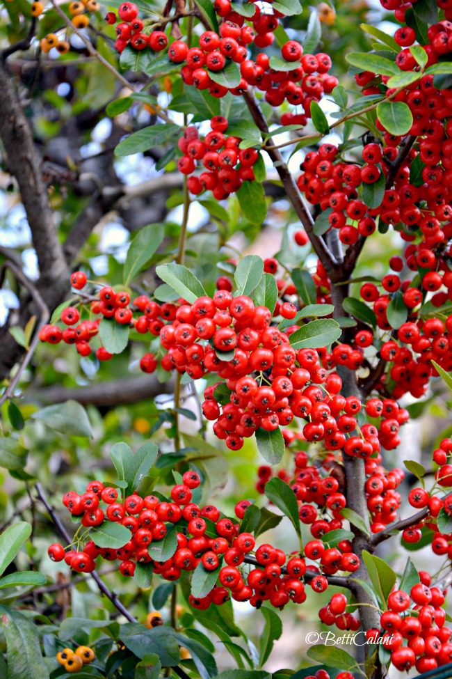 20151022_Pyracantha_coccinea (12)A