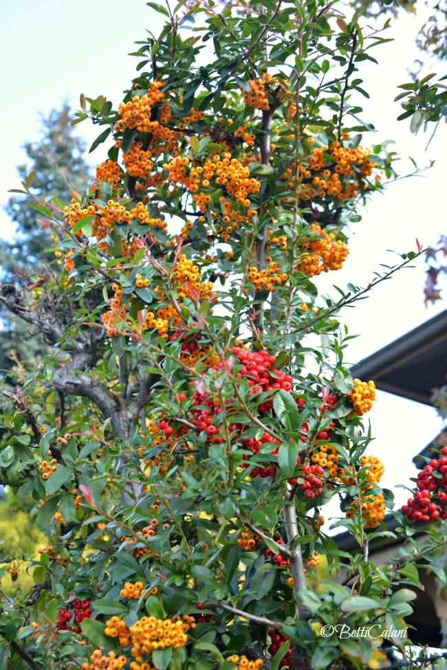 20151022_Pyracantha_coccinea (14)A