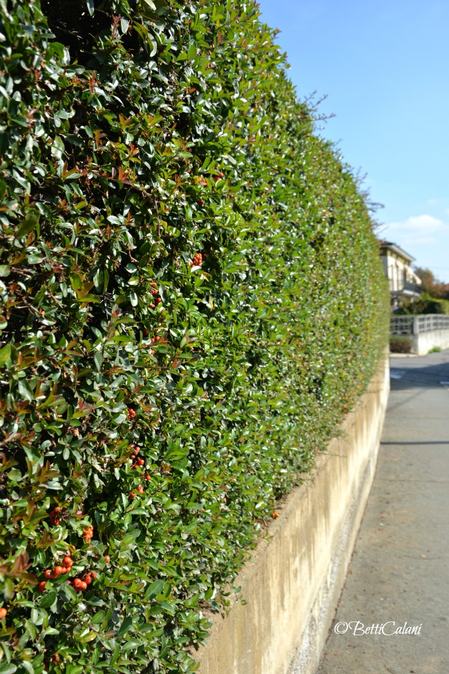 20151022_Pyracantha_coccinea (6)A