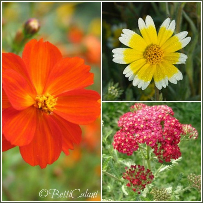 cosmos, laya, achillea