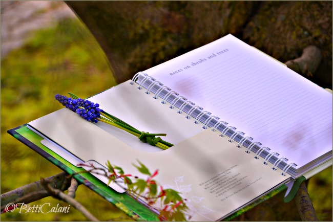 DSC_0024_20140321_My Gardening Journal