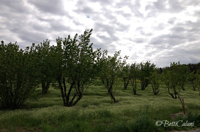 20140415_alta_langa.