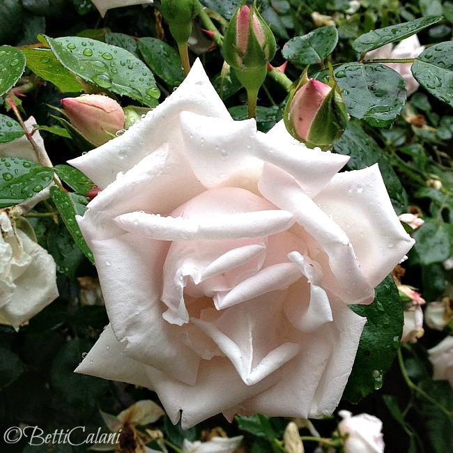 20140528_PombiaIMG_4845 (6)_