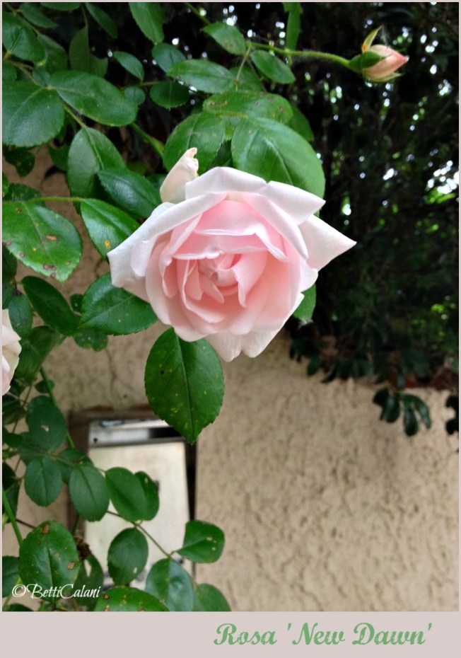 2014_rosa new dawn (2)A