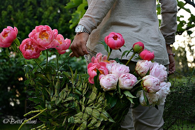 peonie_taste_04_benedetta