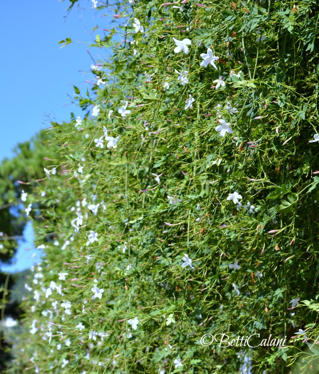 20140928_costiera amalfitana
