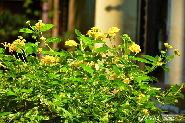20140821_lantana