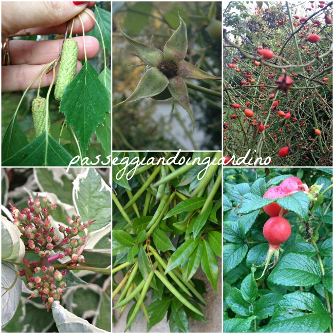 i frutti dei miei fiori