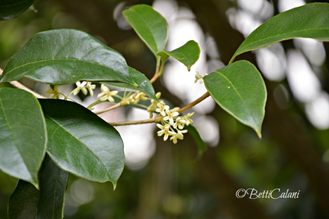 olea_fragrans (6)_
