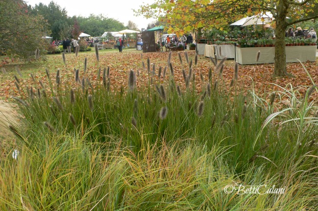 20071019_Courson (35)