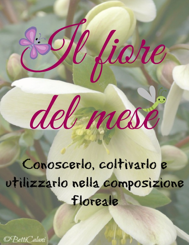 elleboro_il fiore_del_mese