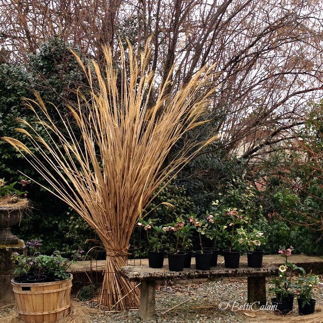 20150228_Susanna_Tavallini (162)_