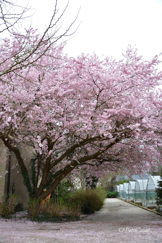 20140322_leonelli (2)_