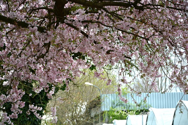 20140322_leonelli (7)_