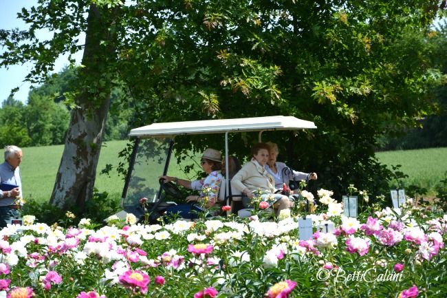 Gabriella Salvi Del Pero accompagna le signore a visitare i filari