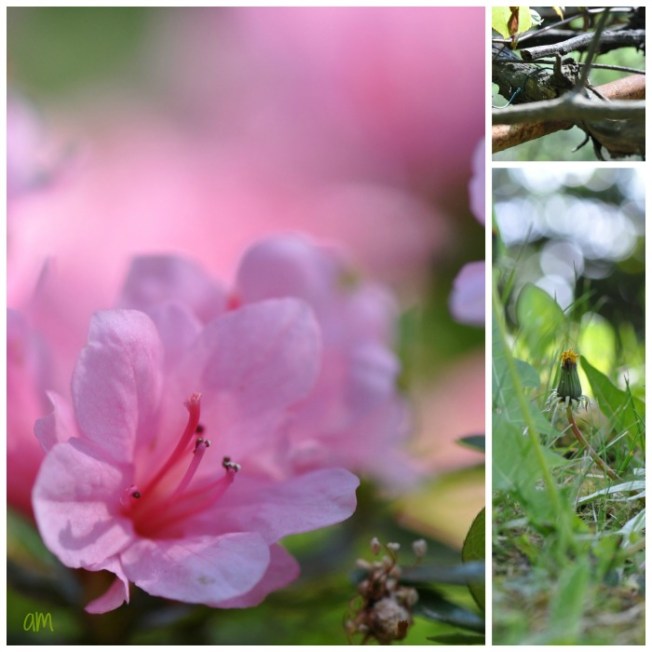 azalea-coll2-21.04.15PicMonkey-Collage2