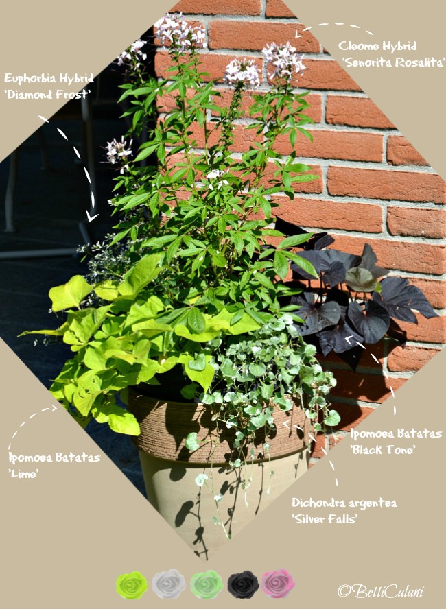 20150603_mastello_con_annuali_foto_10