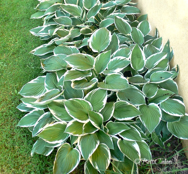 hosta_albomarginata_carnago