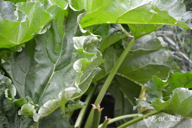 20140708_rabarbaro_marmellata (1)