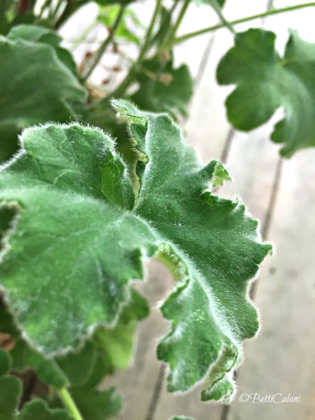 20150719_pelargonium_tomentosum (1)