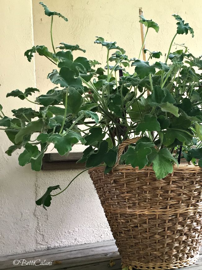 20150719_pelargonium_tomentosum(9)A