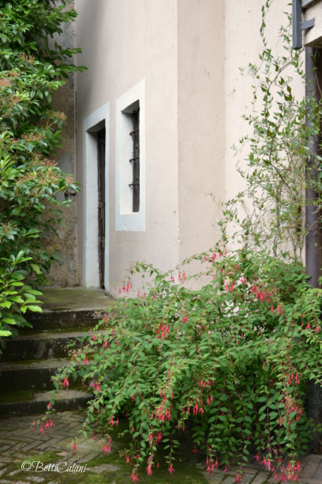 20140701_Pombia_fuchsia_magellanica (4)A