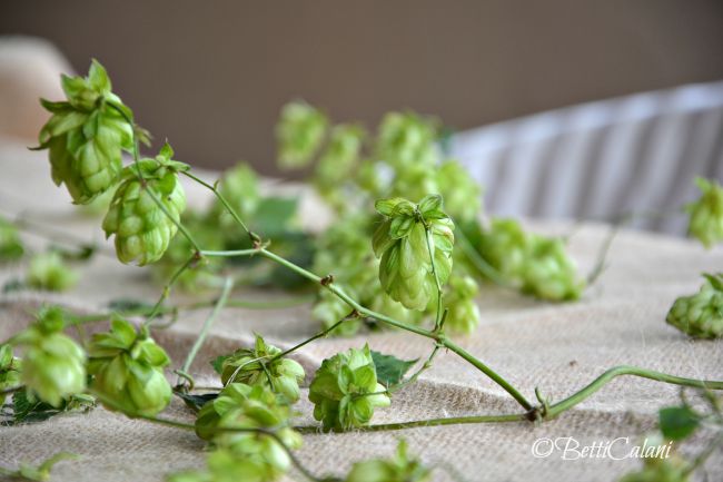 20150908_ghirlanda_di_luppolo (4)