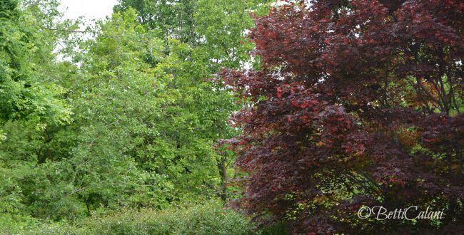 20150908_mise en place con ghirlanda di luppolo (5)