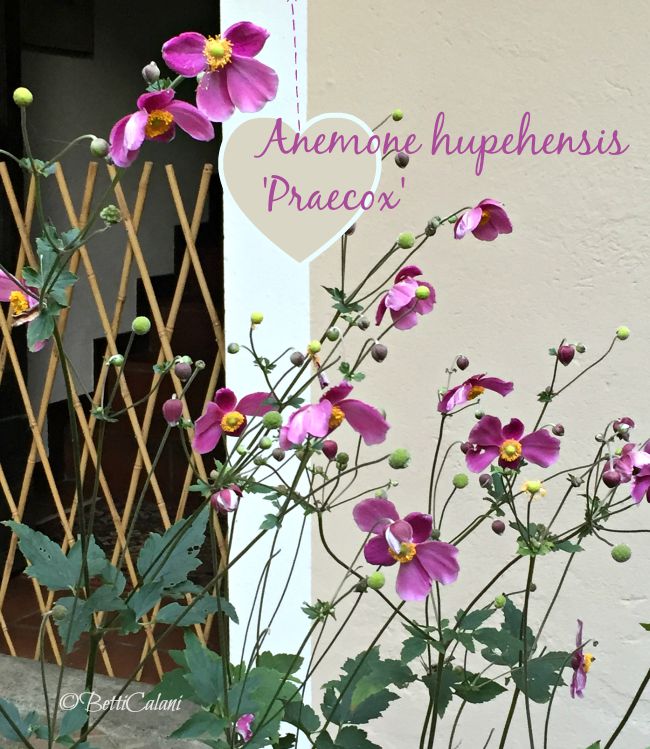 anemone_hupensis_praecox (2)