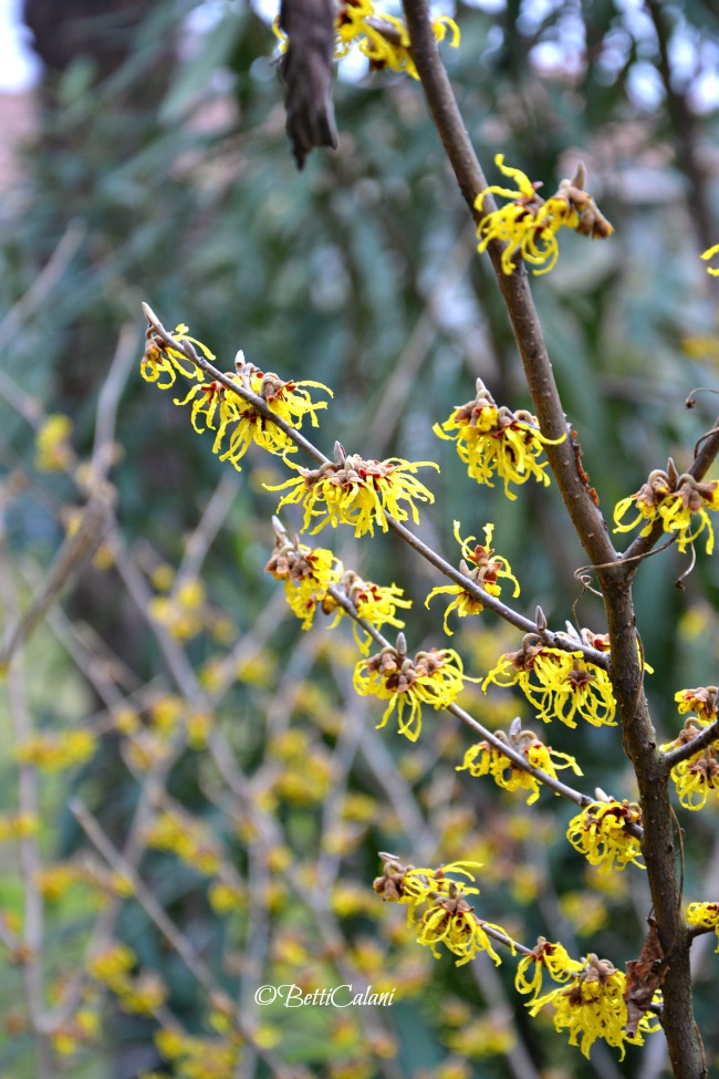 20160129_Hamelis_Promise_4