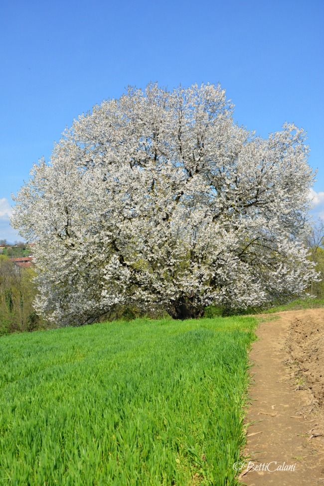 20160410_ciliegio_fiorito (34)_1