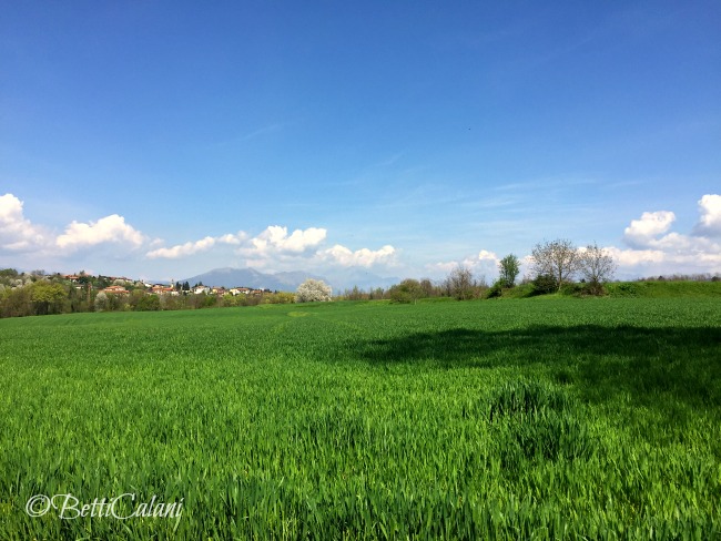 20160410_ciliegio_fiorito (53)_1