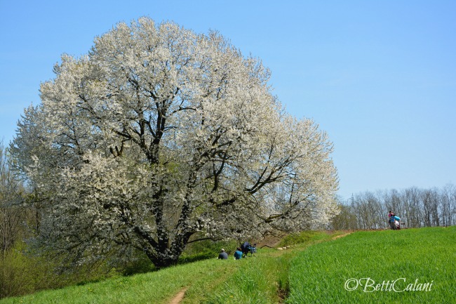 20160410_ciliegio_fiorito (8)_1