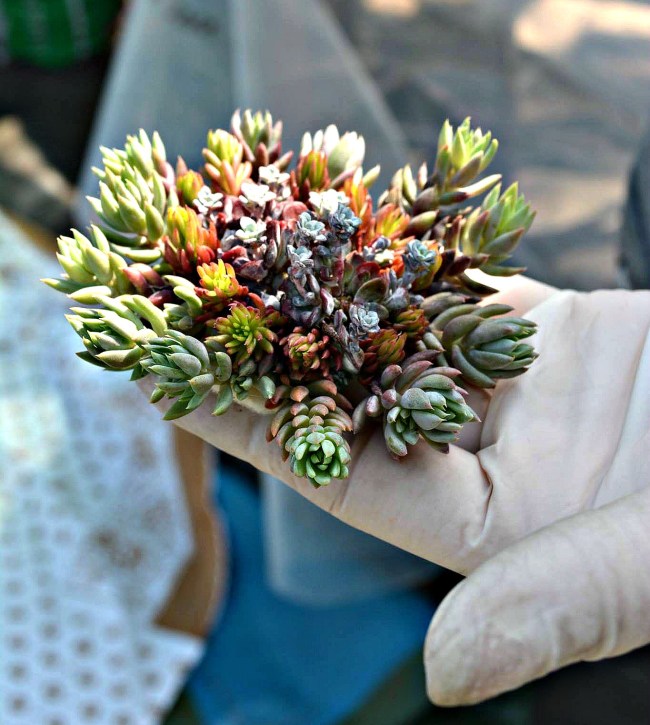 20160419_abito_di_Sedum_in_lavorazione (1)_